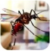 蚊子家庭生活模拟器安卓版v1.0.0